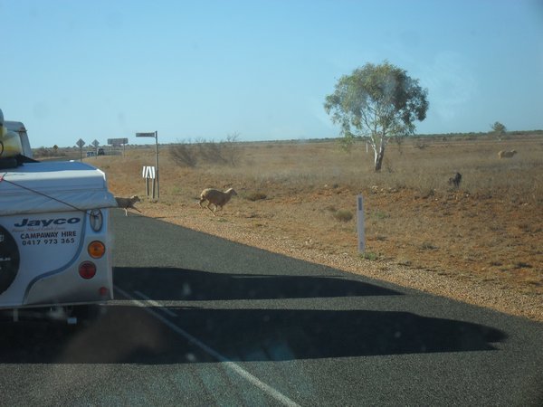 This is for you Peter - we have seen sheep, cattle and goats wandering along the roads