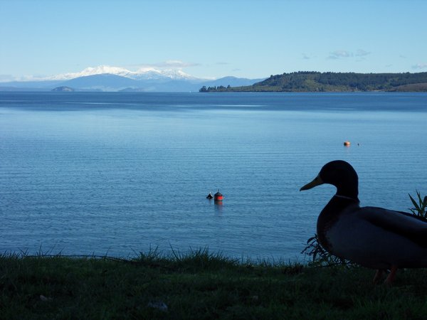 Taupo and duck