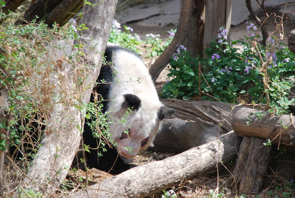 panda cuteness