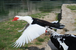 Weird bird fight, Mostar
