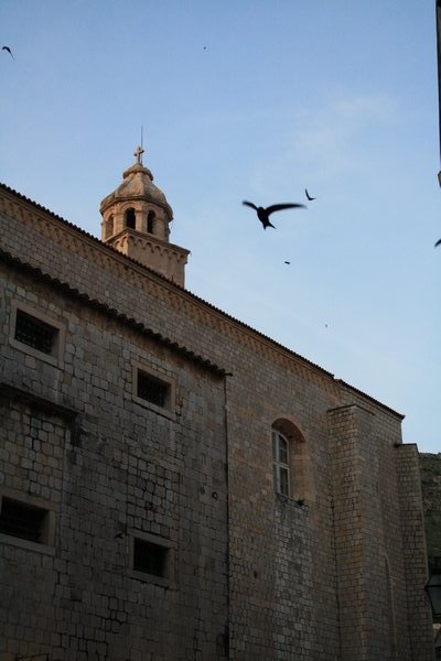 Swallows, Dubrovnik
