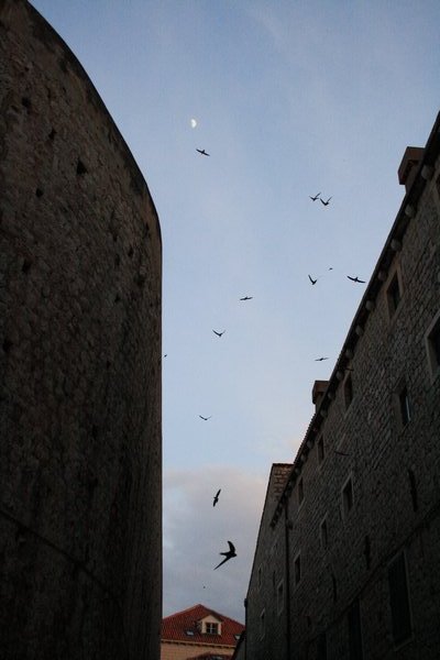 Swallows, Dubrovnik