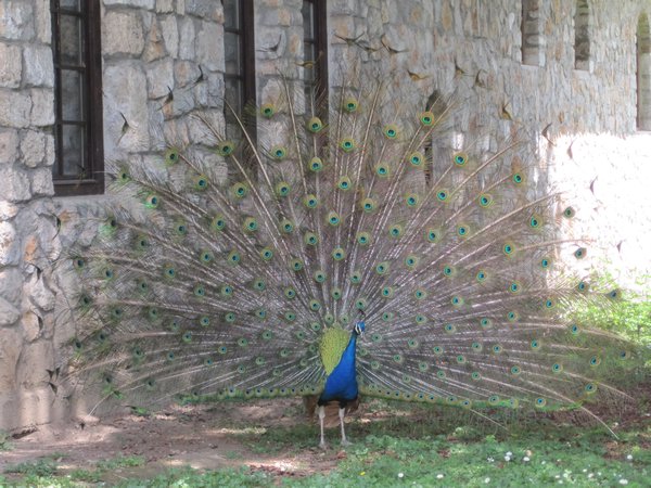 Peacock at Sveti Naum, Lake Ohrid