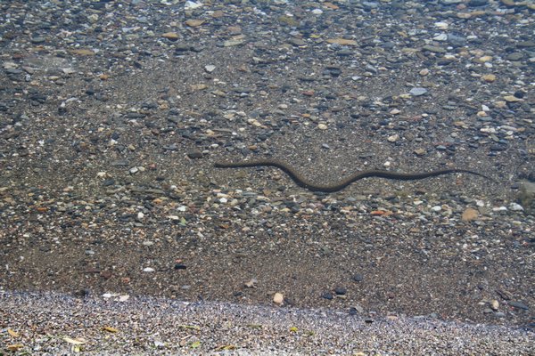 Snakes, Lake Ohrid