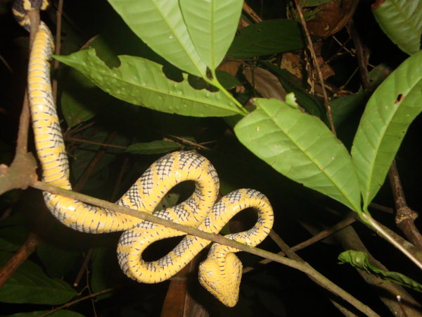Cobra snake
