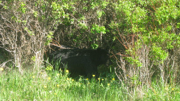 Black Bear roadside
