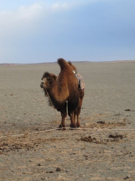 My camel
