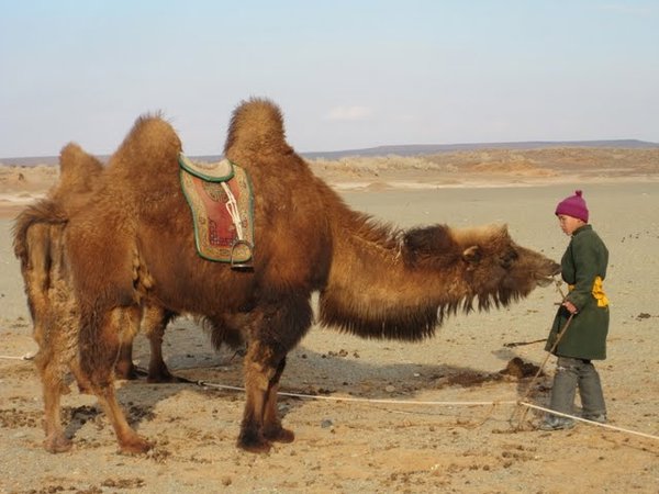 camel play