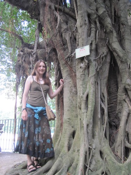 me and the banyan tree