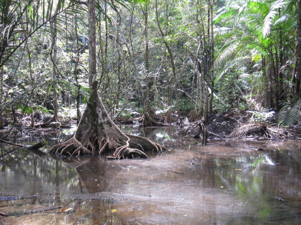 Mangrove groves