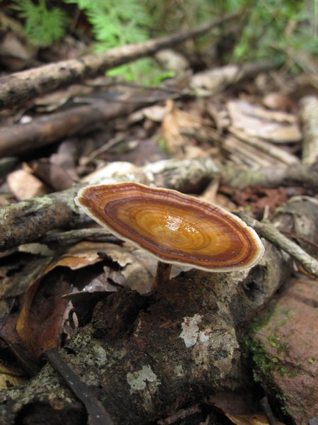 Mushrooms in the Jungle