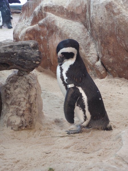 Cute little penguin named Diesel 