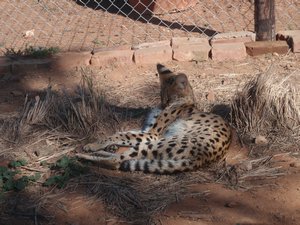 Cheetah Breeding area