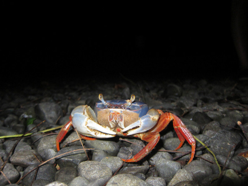 crab crab crab