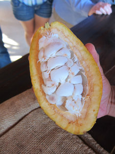 Cacao seeds -- they taste like lychee and eyeballs