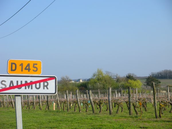 Saumur Vineyards