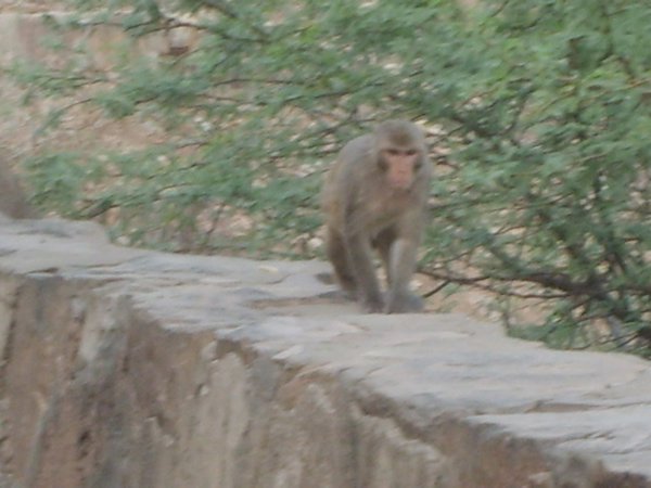 Enroute to Monkey Temple