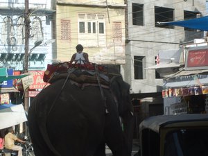 elephant in the middle of town on street