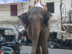 elephant in street