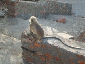 monkey in monsoon palace