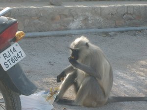 monkey at monsoon palace