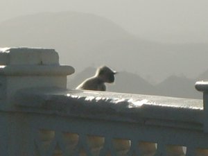 monkey taking in the view from monsoon palace