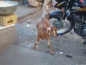 Goat in the Market