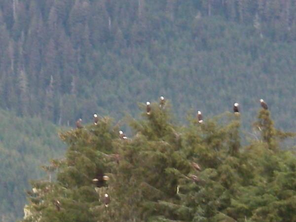A flock of eagels in Wrangell narrows