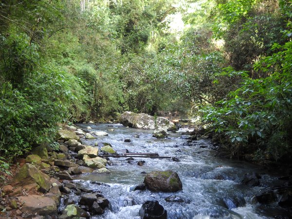 Stream In Iguazu Forest