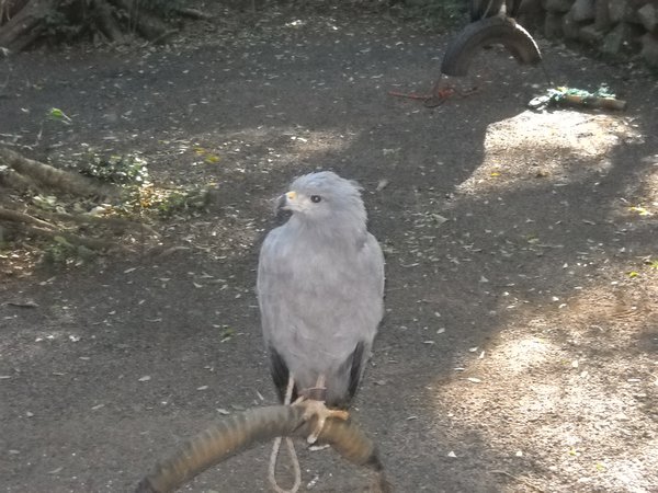 Injured Falcon 