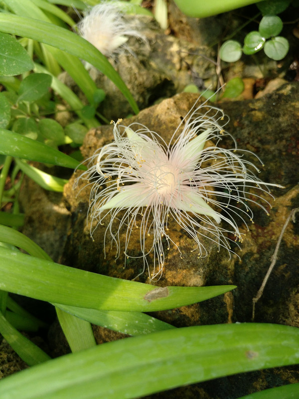 Okinawa flower
