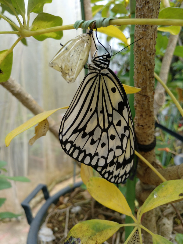 Iriomote butterfly