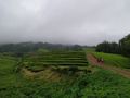 The only european tea plantation "Chá Gorreana"