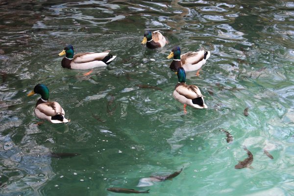 ducks and fishes
