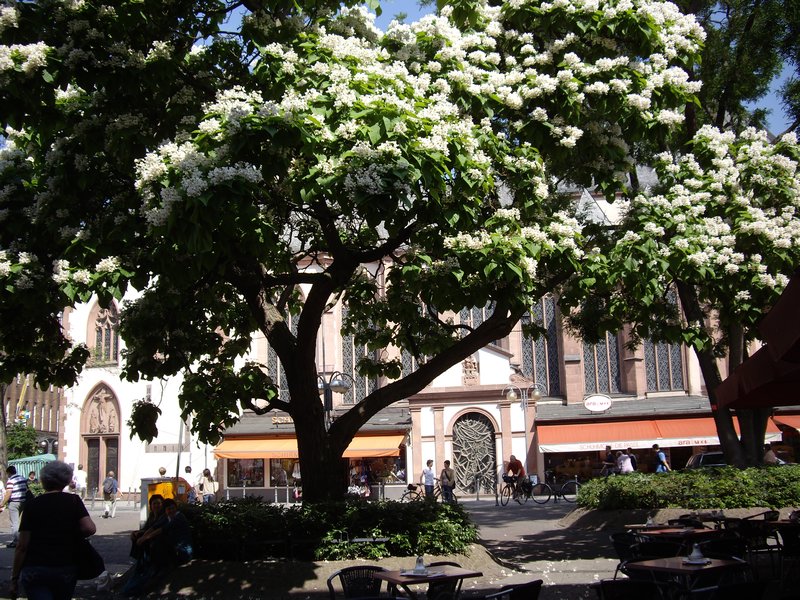 Linden tree in Frankfurt