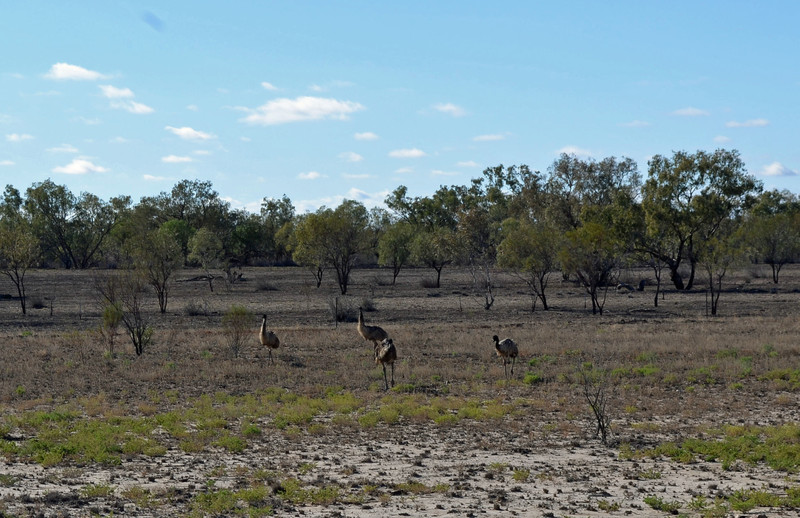 Emus on the road near Windorah 