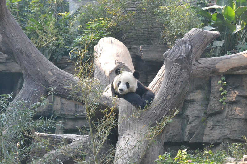 Beijing Zoo and Panda
