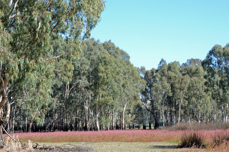 Barmah State Forest 