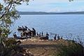 1 Boreen Point, Lake Cathourabra & cormorants (3)
