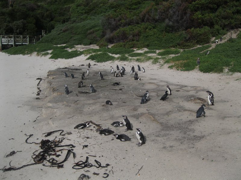 Rookery of penguins