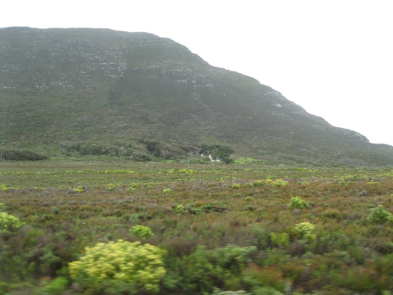 Cape floral kingdom