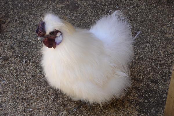 Australian Chicken