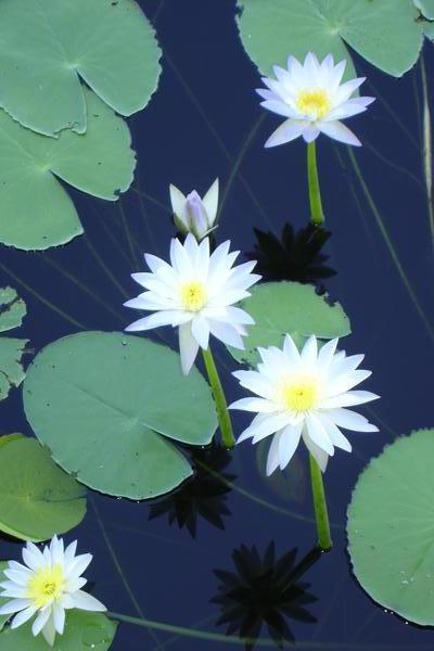 Water lilies.