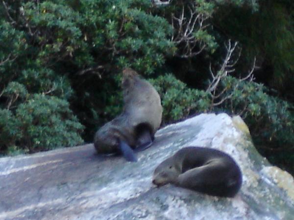 NZ fur seals.