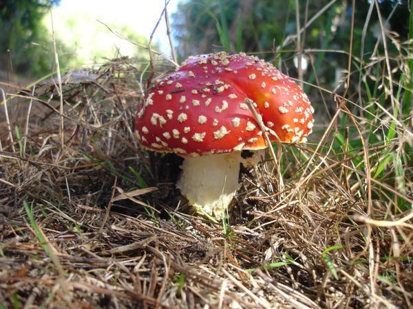 Mushroom on our hike.