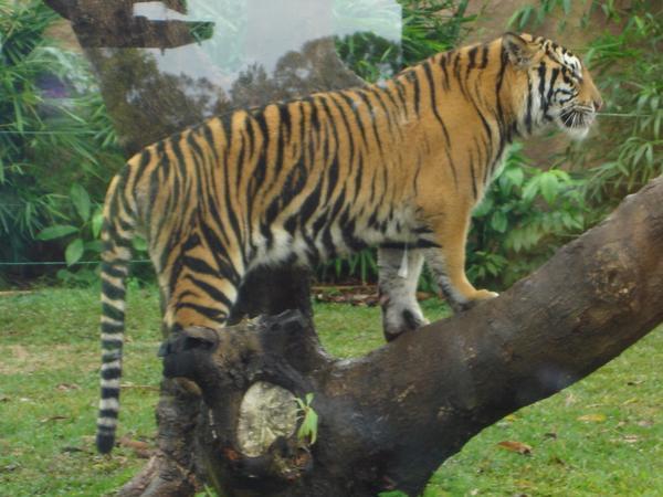 The Bengal Tiger.