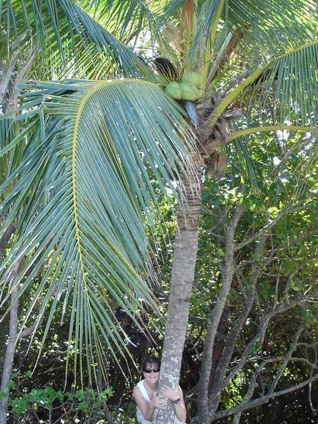 Coconut Tree in Daintree.