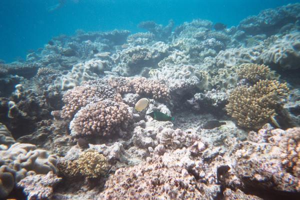 Coral Reef.