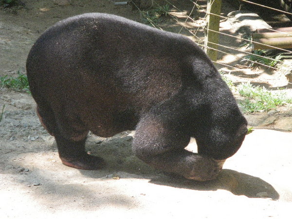 Malaysian black bear