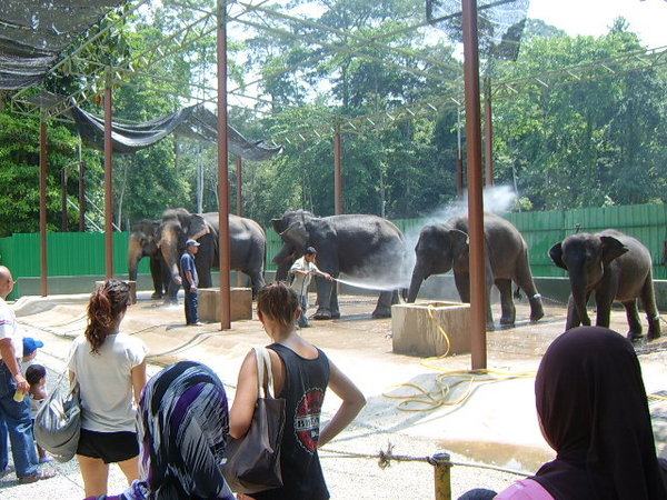 And then to the elephants